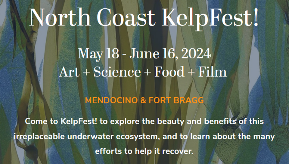 Learn and Love our Kelp